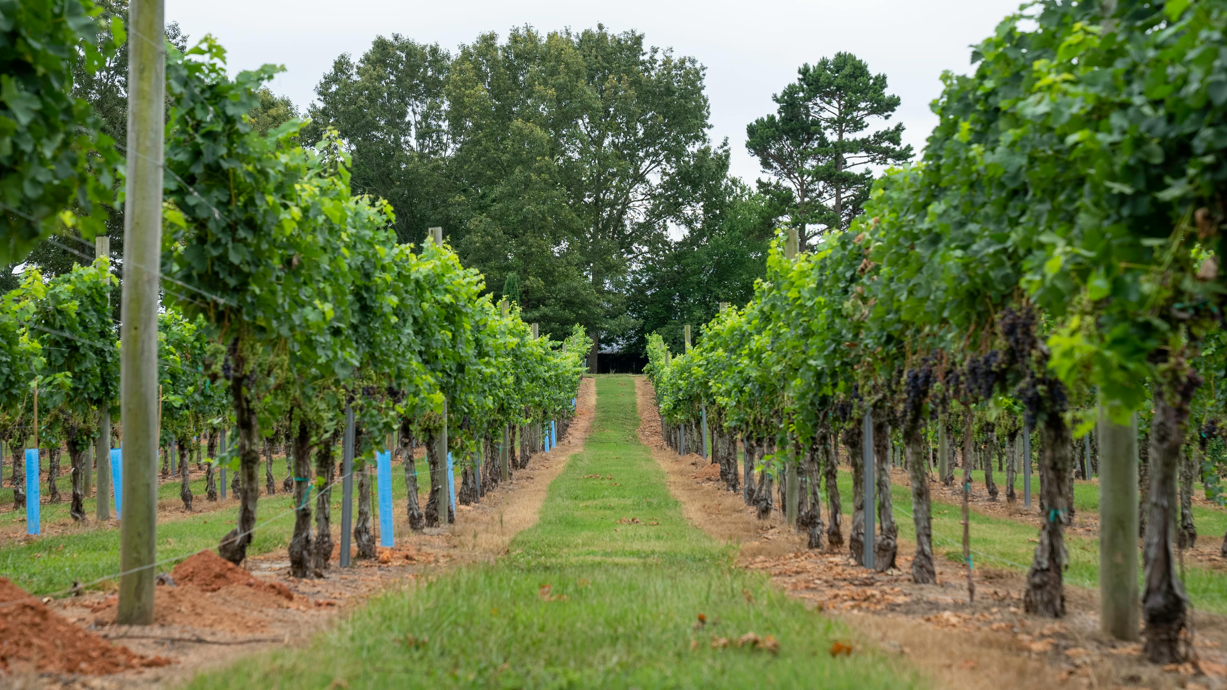 Plantación de frutales
